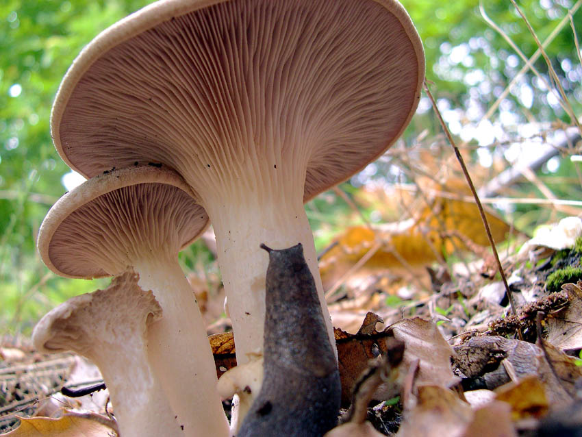 I Miei Funghi (1�)
